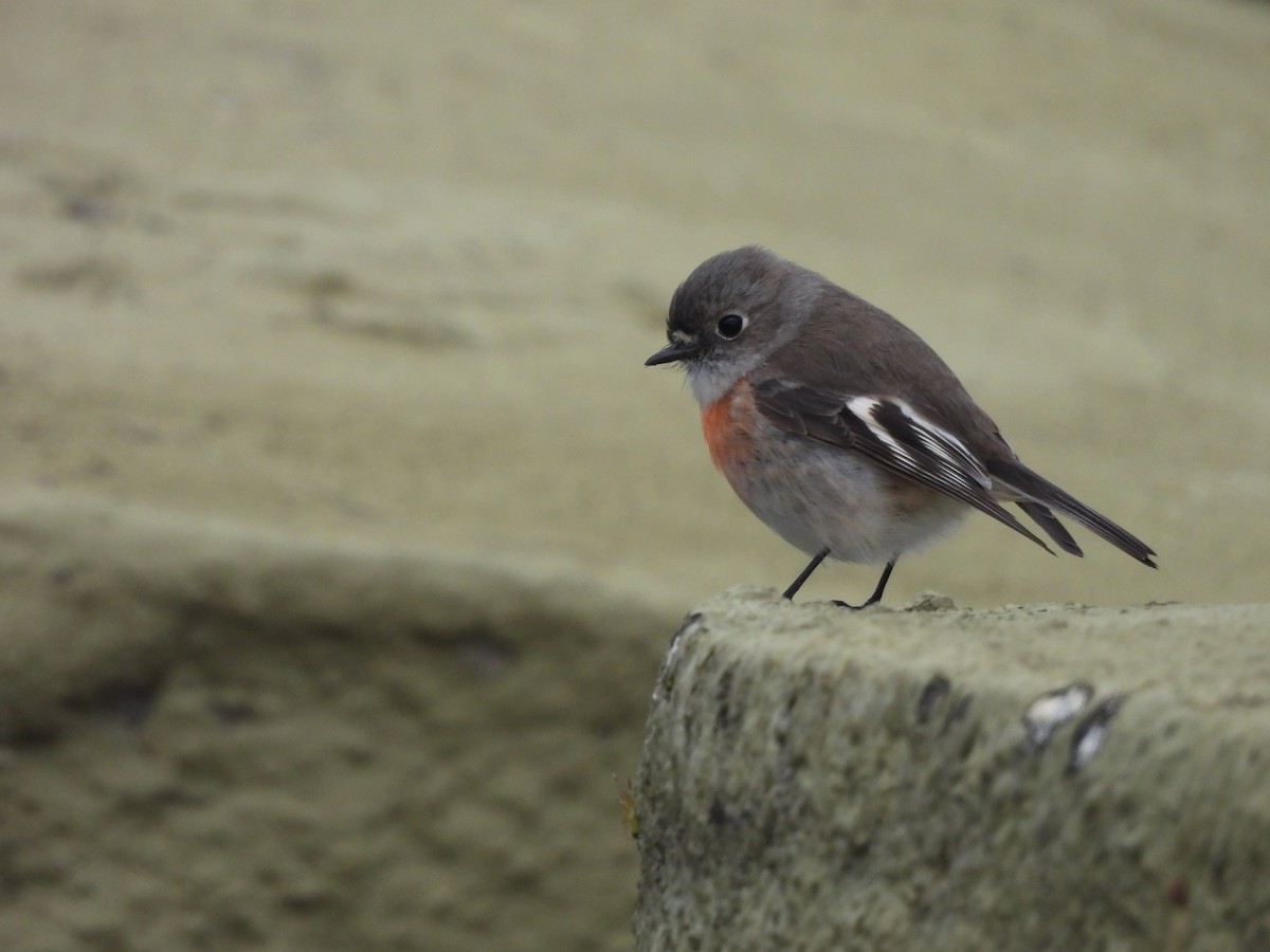 Scarlet Robin - ML638552875