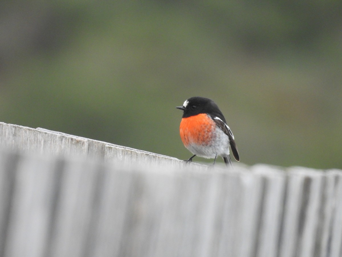 Scarlet Robin - ML638552876