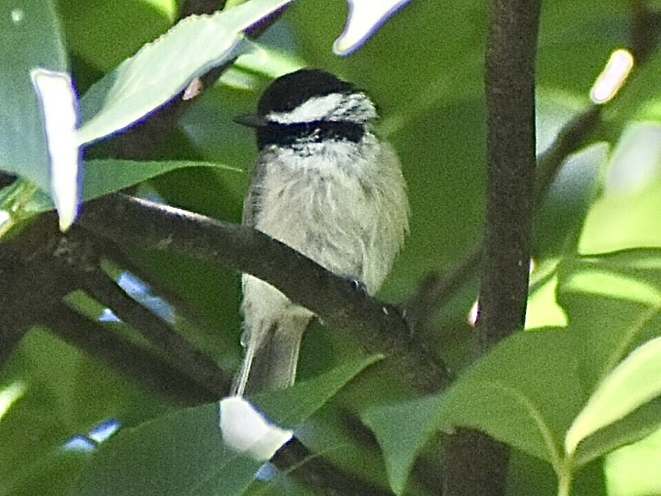 Carolina Chickadee - ML638552896