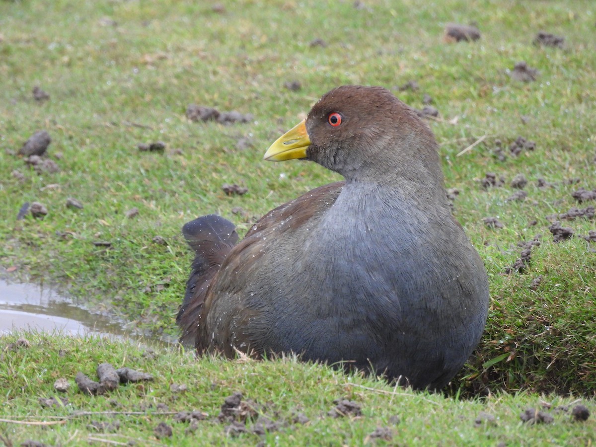 Tasmanian Nativehen - ML638552928