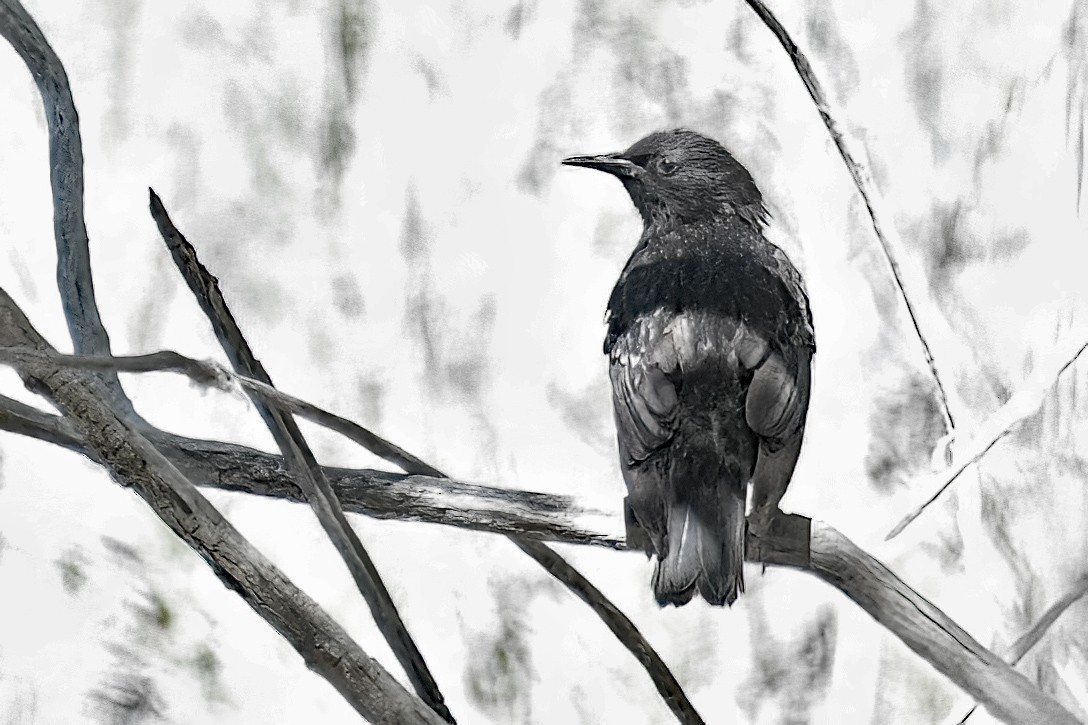 European Starling - ML638552965