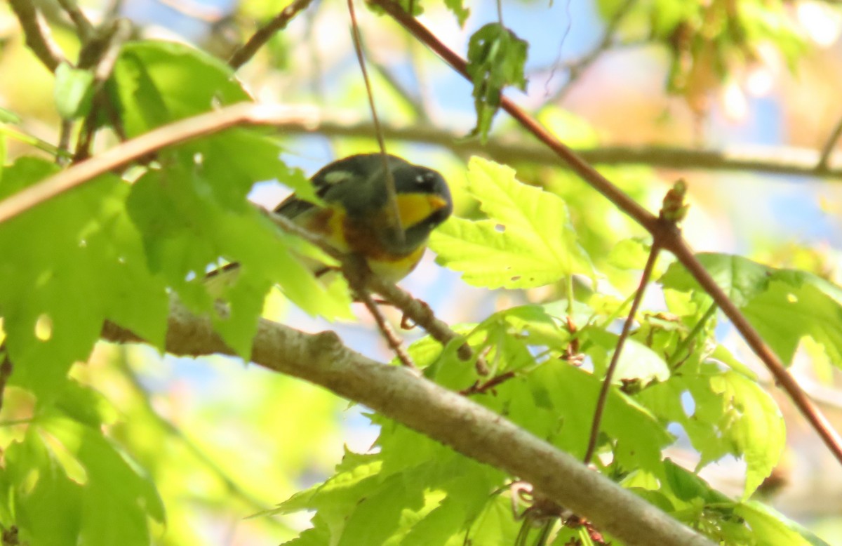 Northern Parula - ML638552994