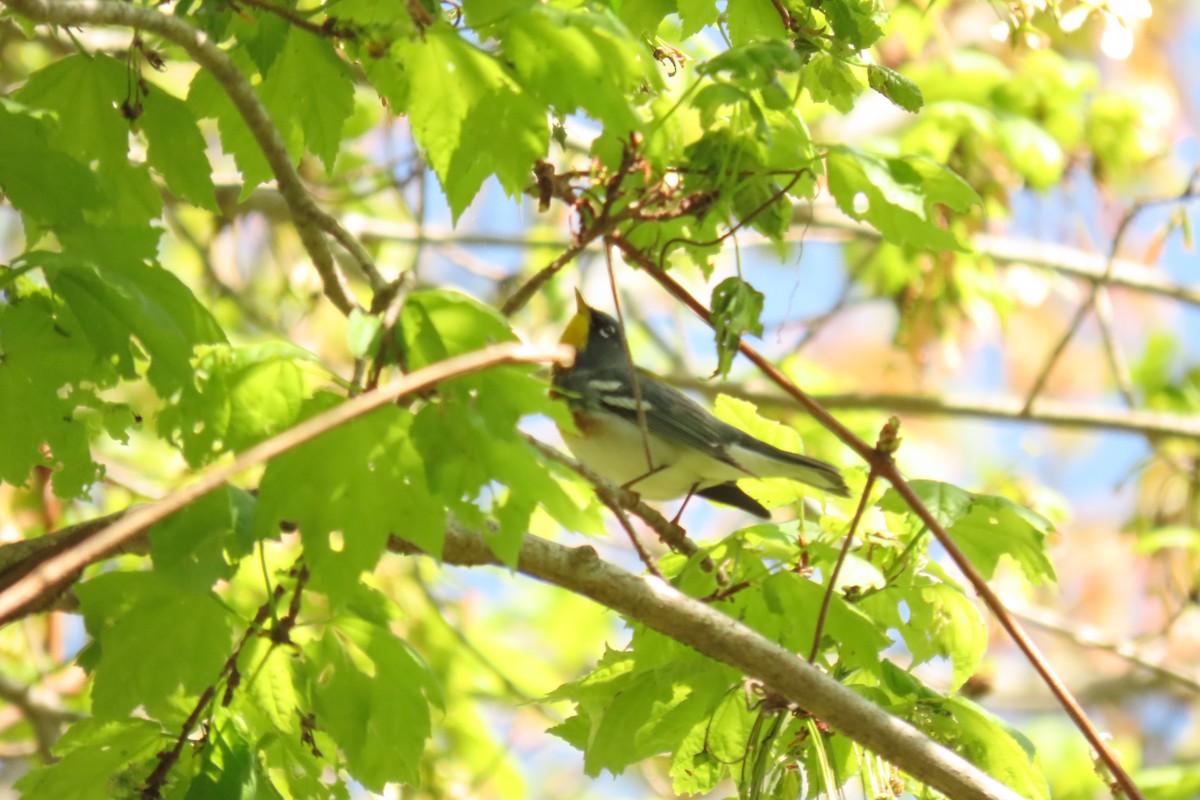 Northern Parula - ML638552995
