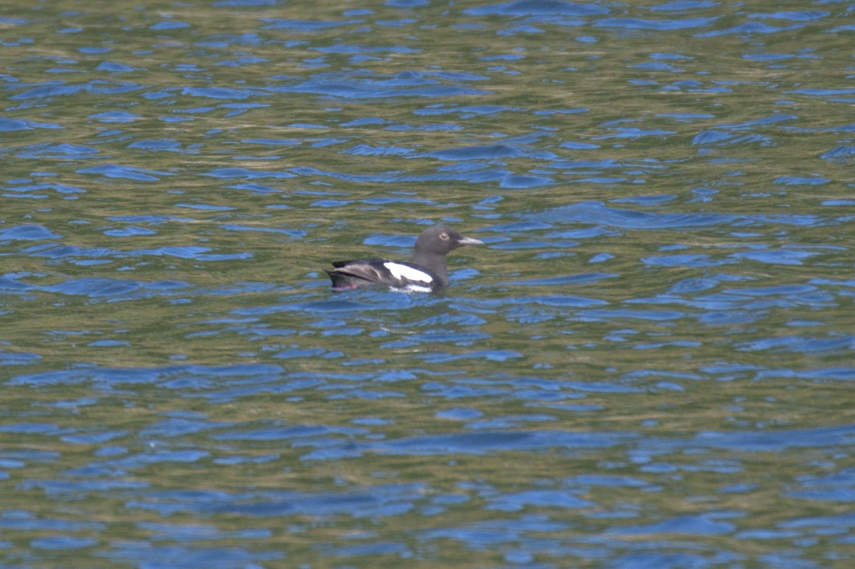 Pigeon Guillemot - ML638553005