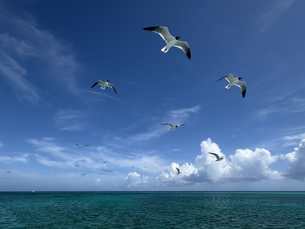 Laughing Gull - ML638553012