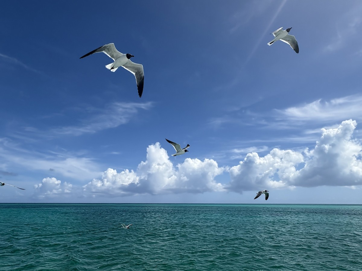 Laughing Gull - ML638553013