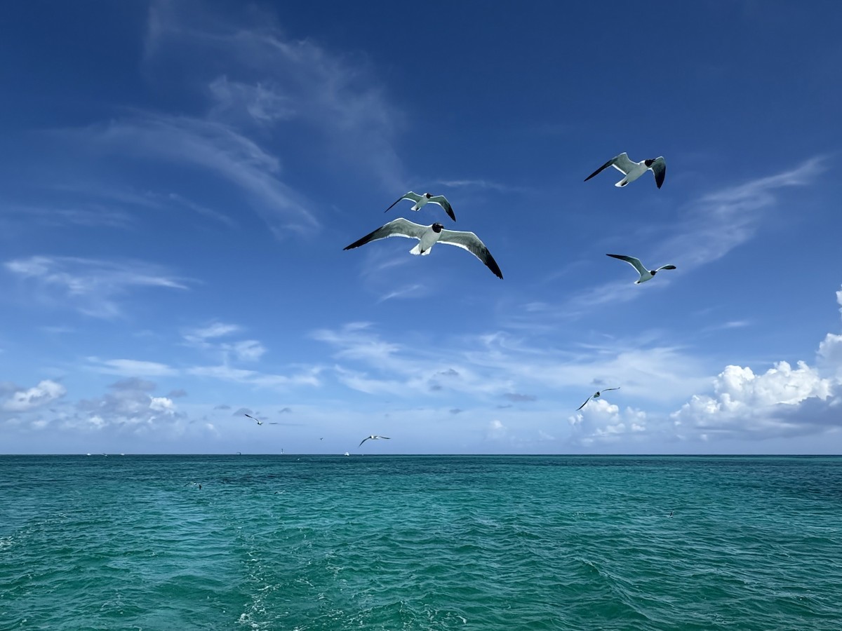 Laughing Gull - ML638553014