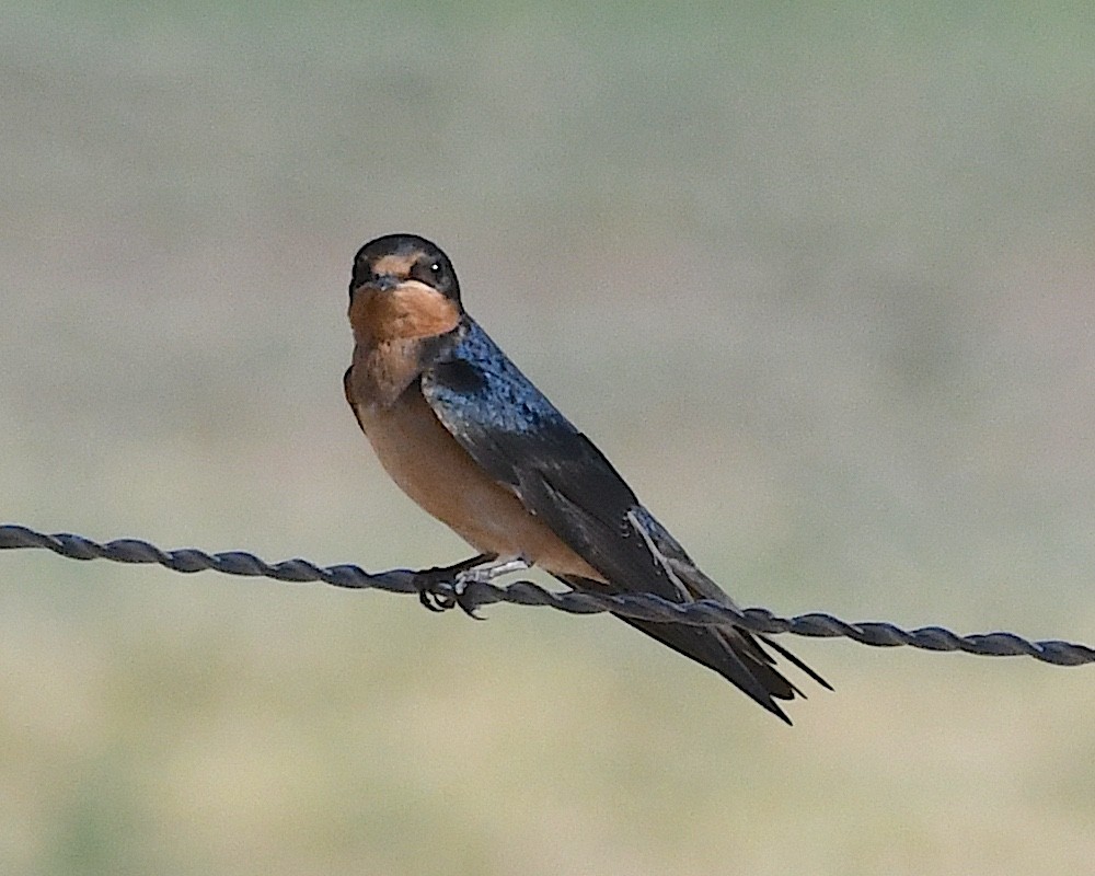 vlaštovka obecná (ssp. erythrogaster) - ML638553020