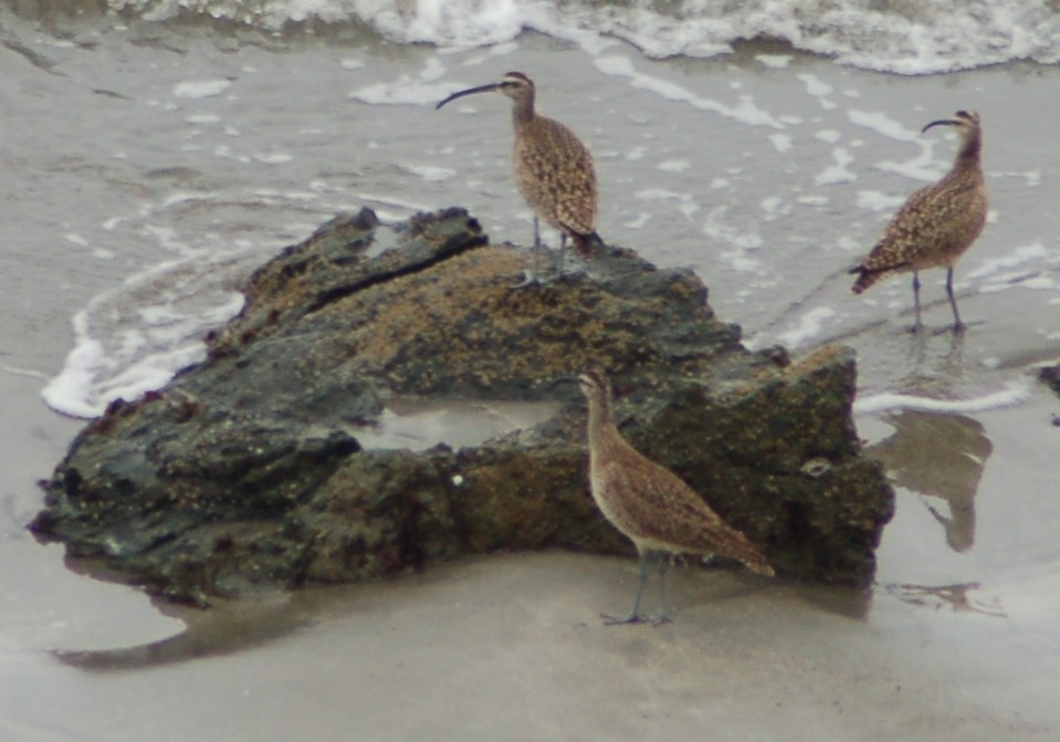 Whimbrel - ML638553021
