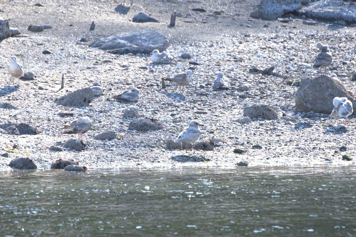 Short-billed Gull - ML638553027