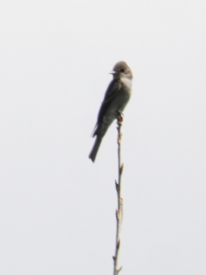 Western Wood-Pewee - ML638553030