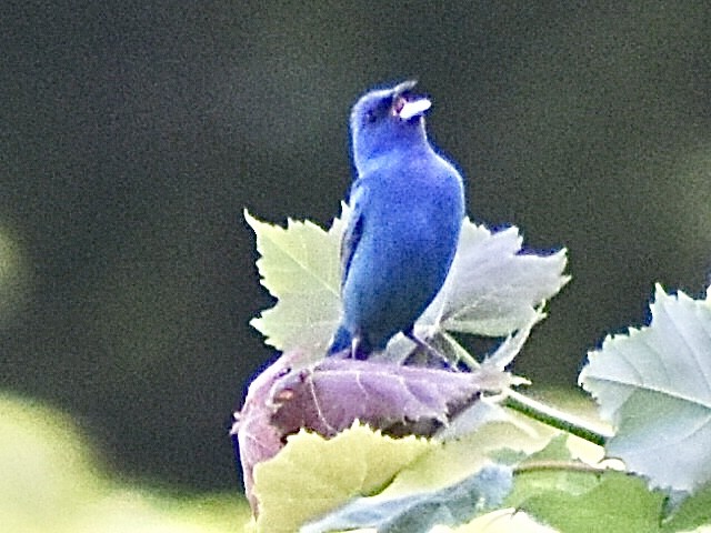 Indigo Bunting - ML638553078