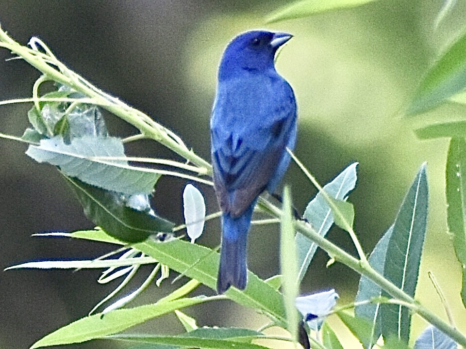 Indigo Bunting - ML638553079