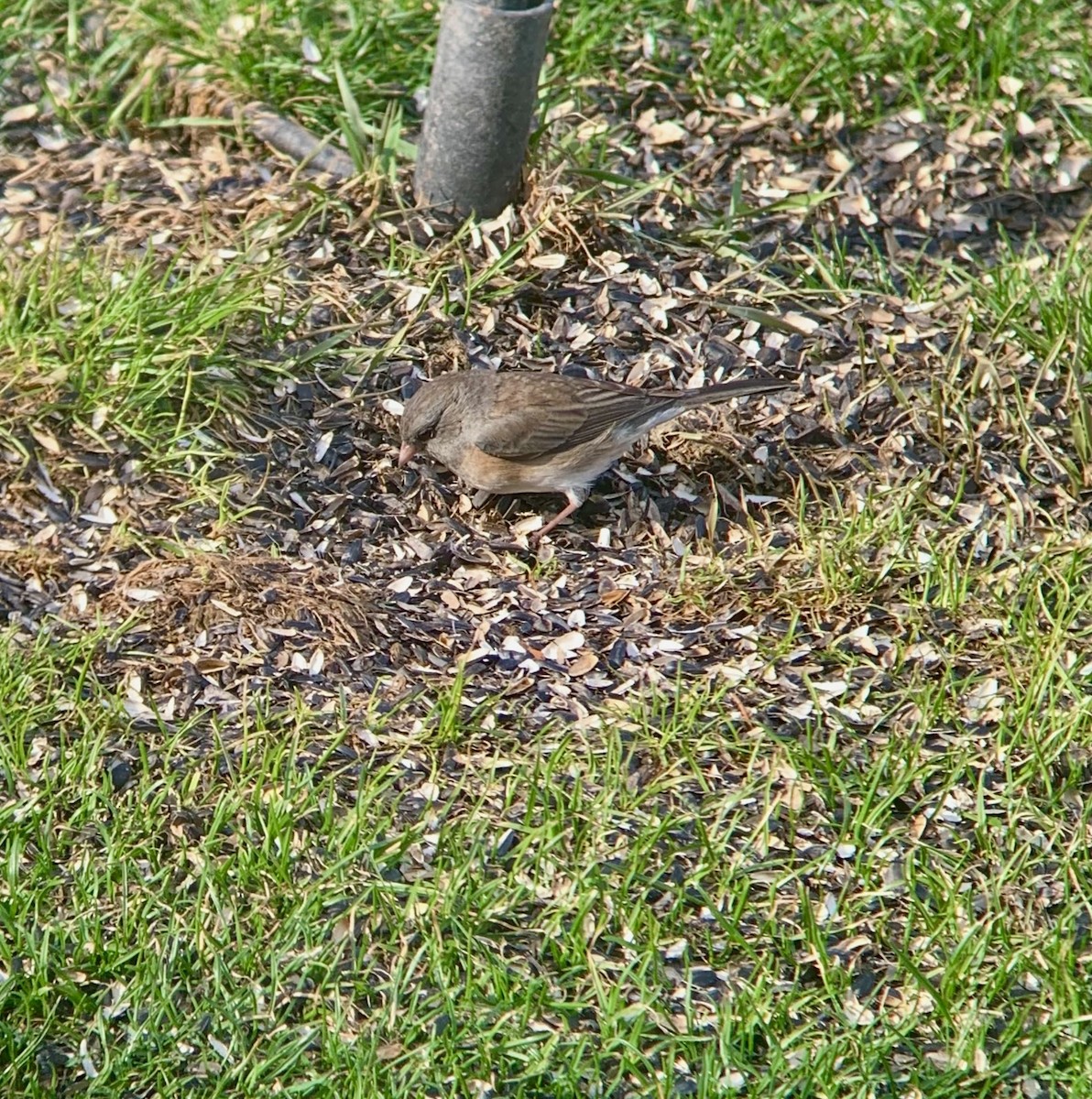 Dark-eyed Junco - ML638553080