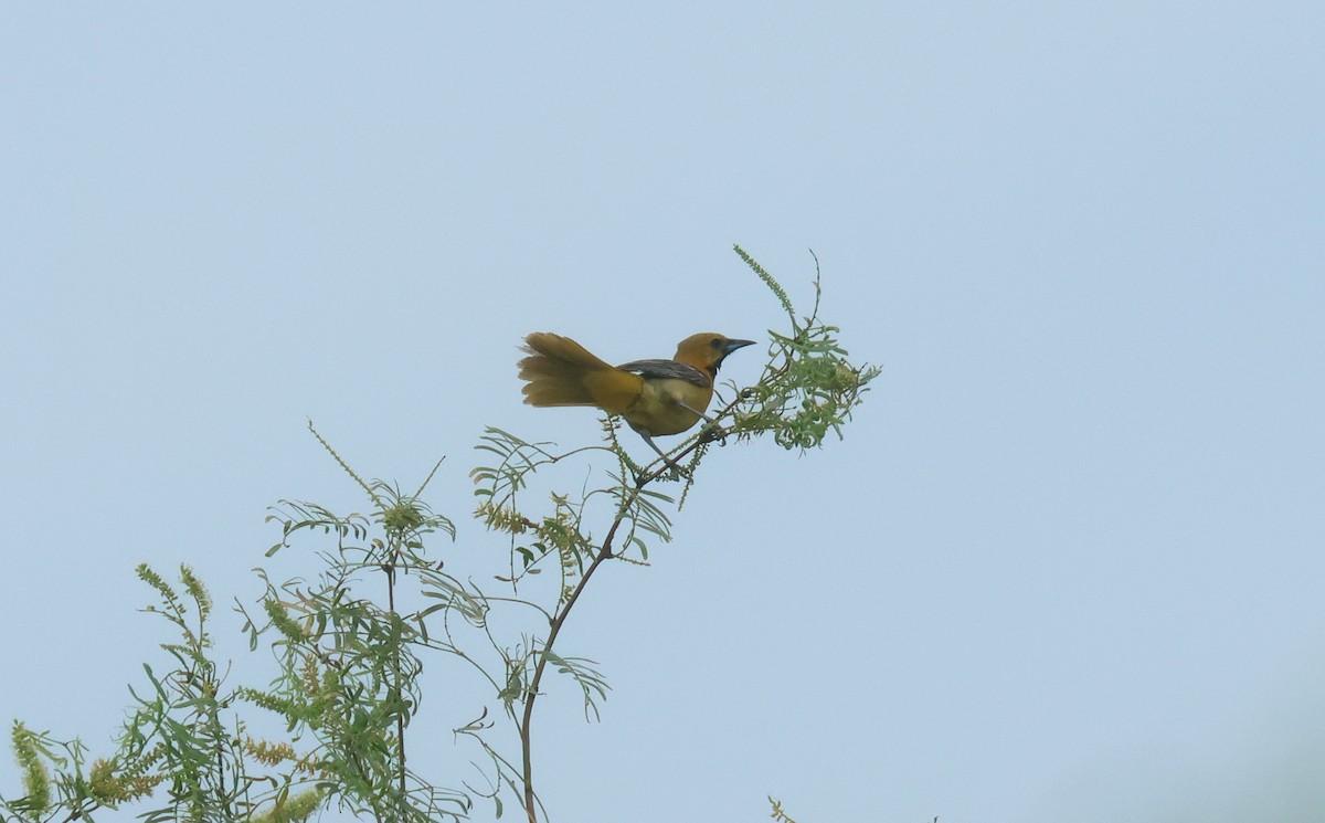 Hooded Oriole - ML638553082