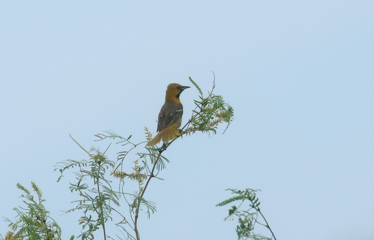 Hooded Oriole - ML638553083
