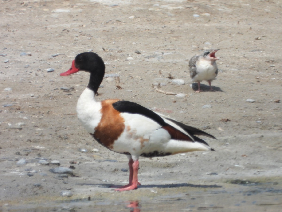 Common Shelduck - ML638553097