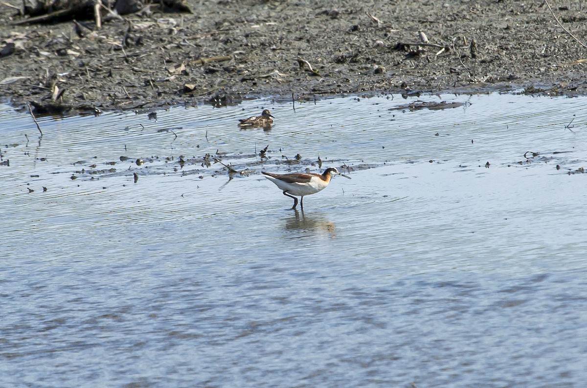 Wilson's Phalarope - ML638553107