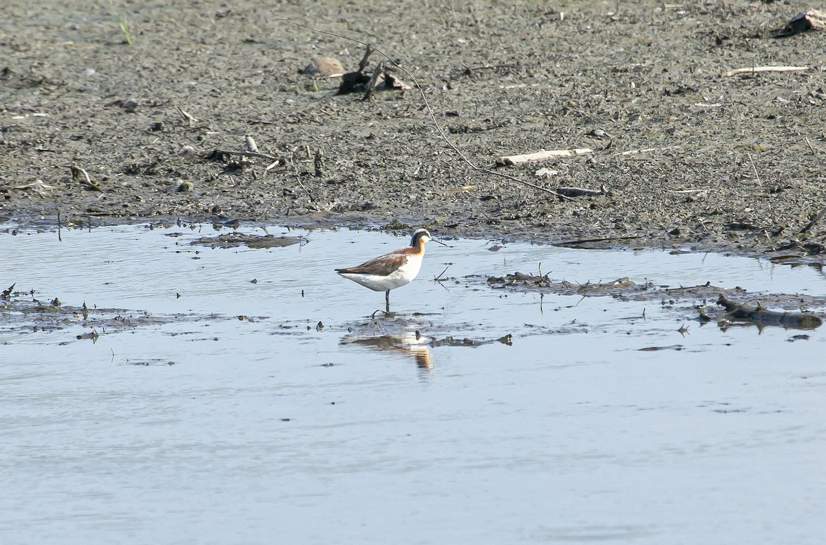 Wilson's Phalarope - ML638553109