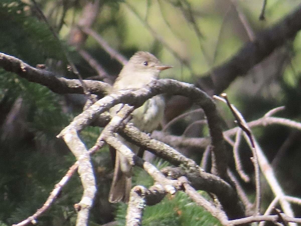 Western Flycatcher (Cordilleran) - ML638553138