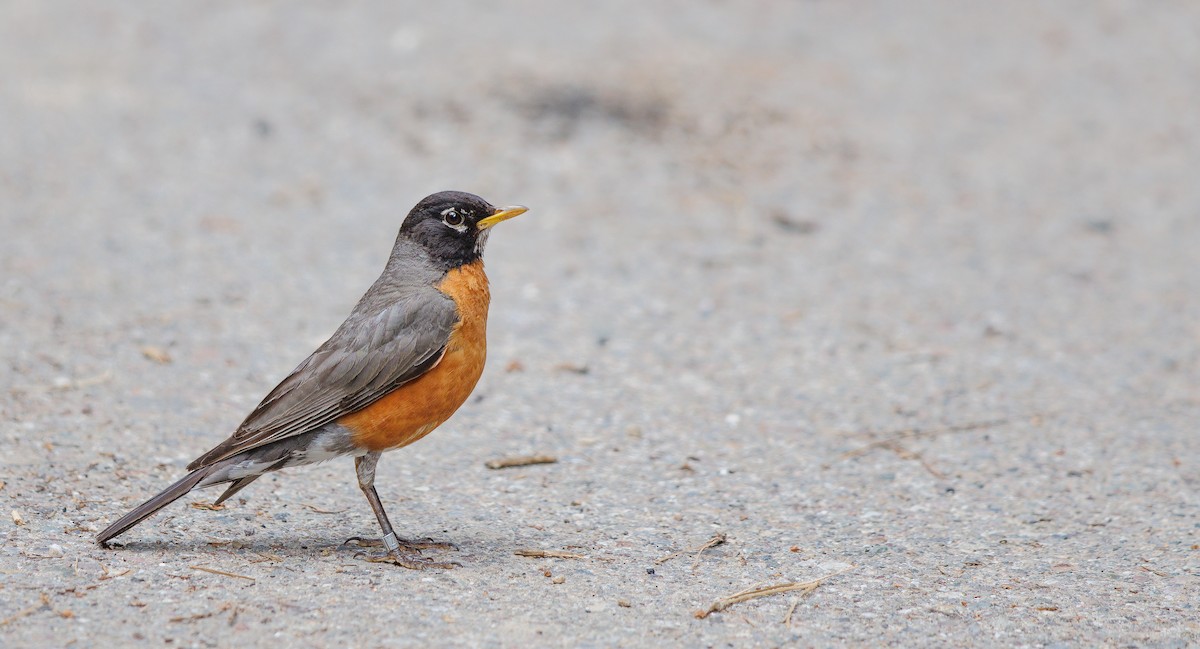 Zozo papargorria - ML638553142