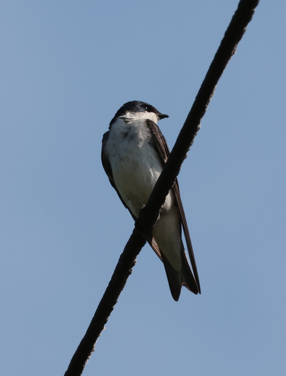 Tree Swallow - ML638553167