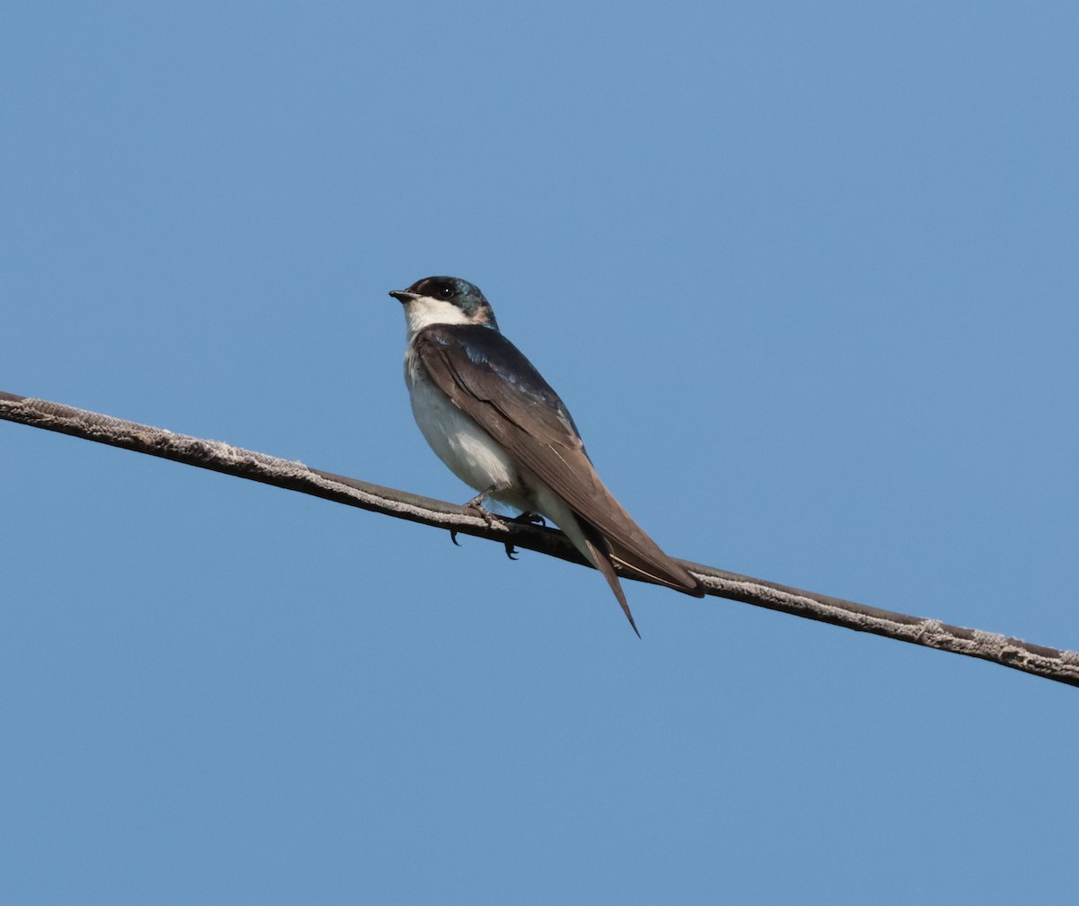 Tree Swallow - ML638553168