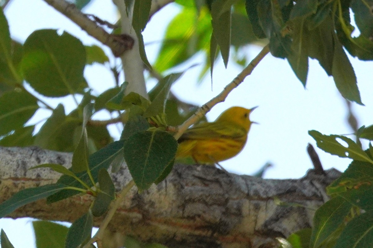 Yellow Warbler - ML638553175