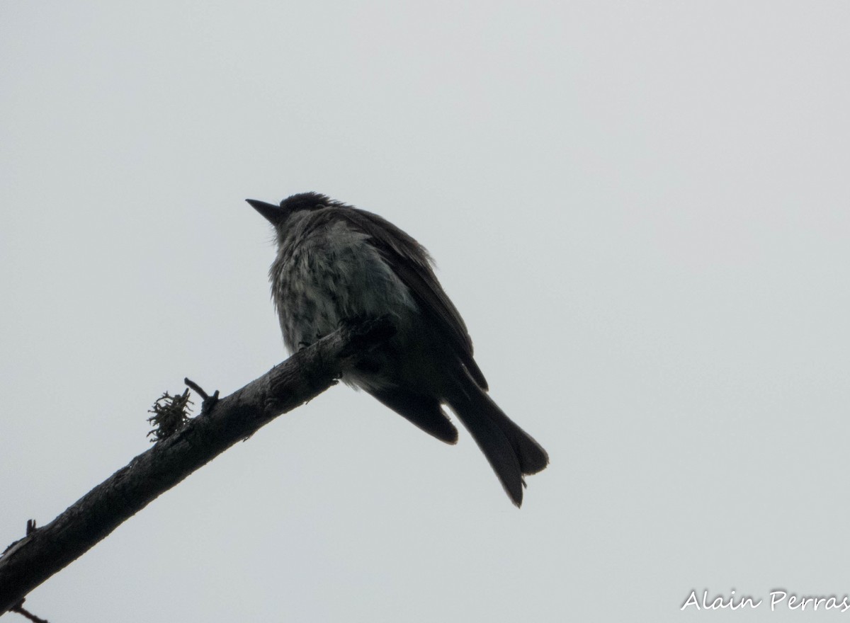 Eastern Phoebe - ML638553179