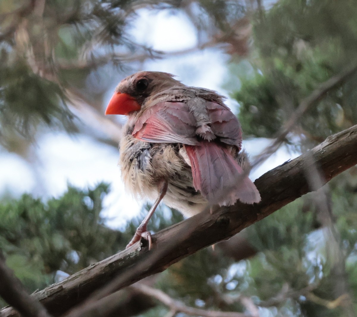 Northern Cardinal - ML638553181