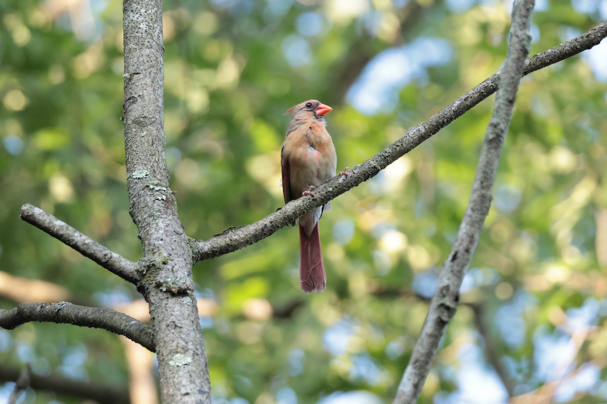Northern Cardinal - ML638553182