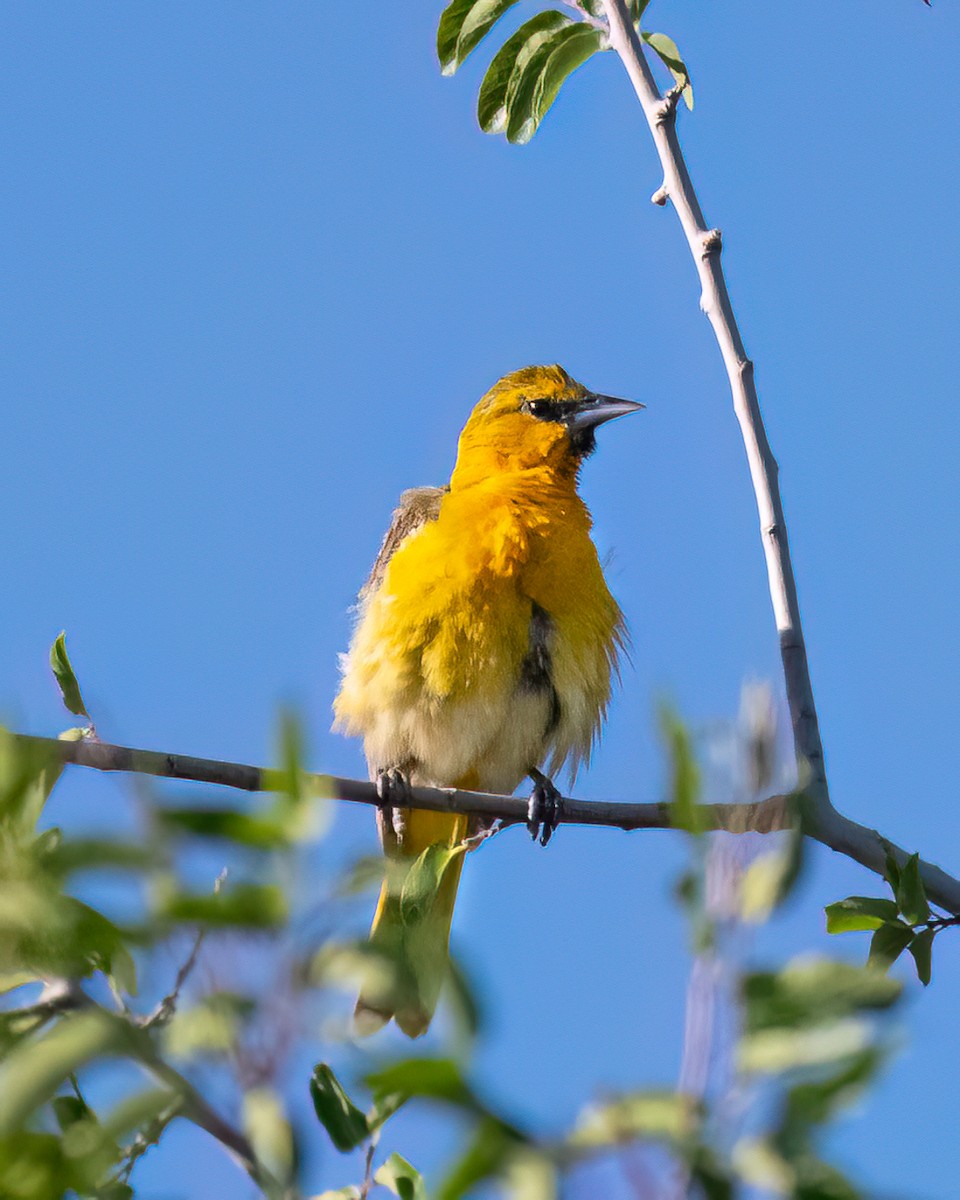 Bullock's Oriole - ML638553185