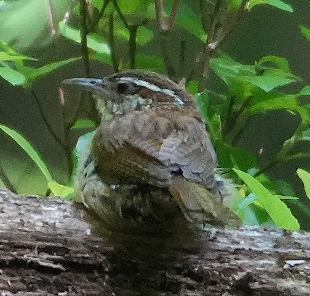 Carolina Wren - ML638553210