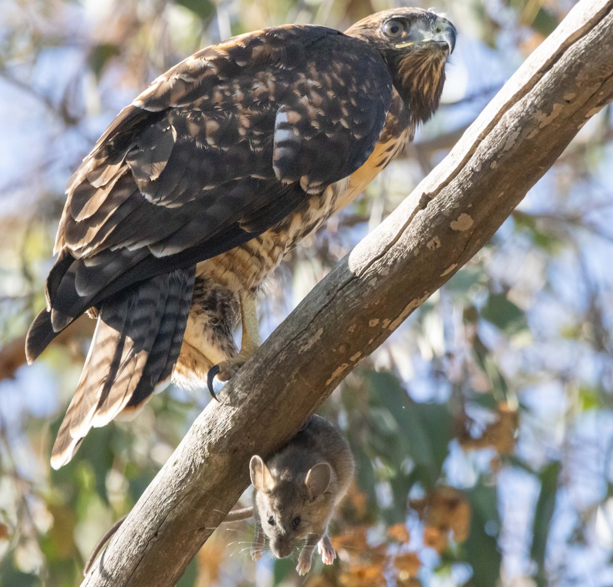 Red-tailed Hawk - ML638553211