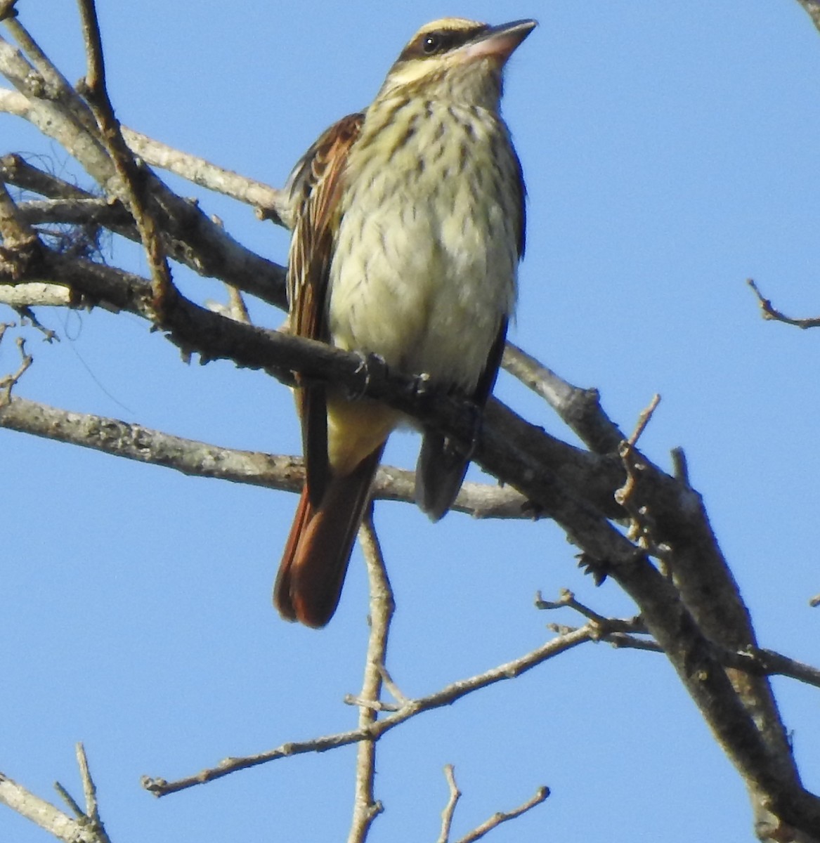 Streaked Flycatcher - ML638553216