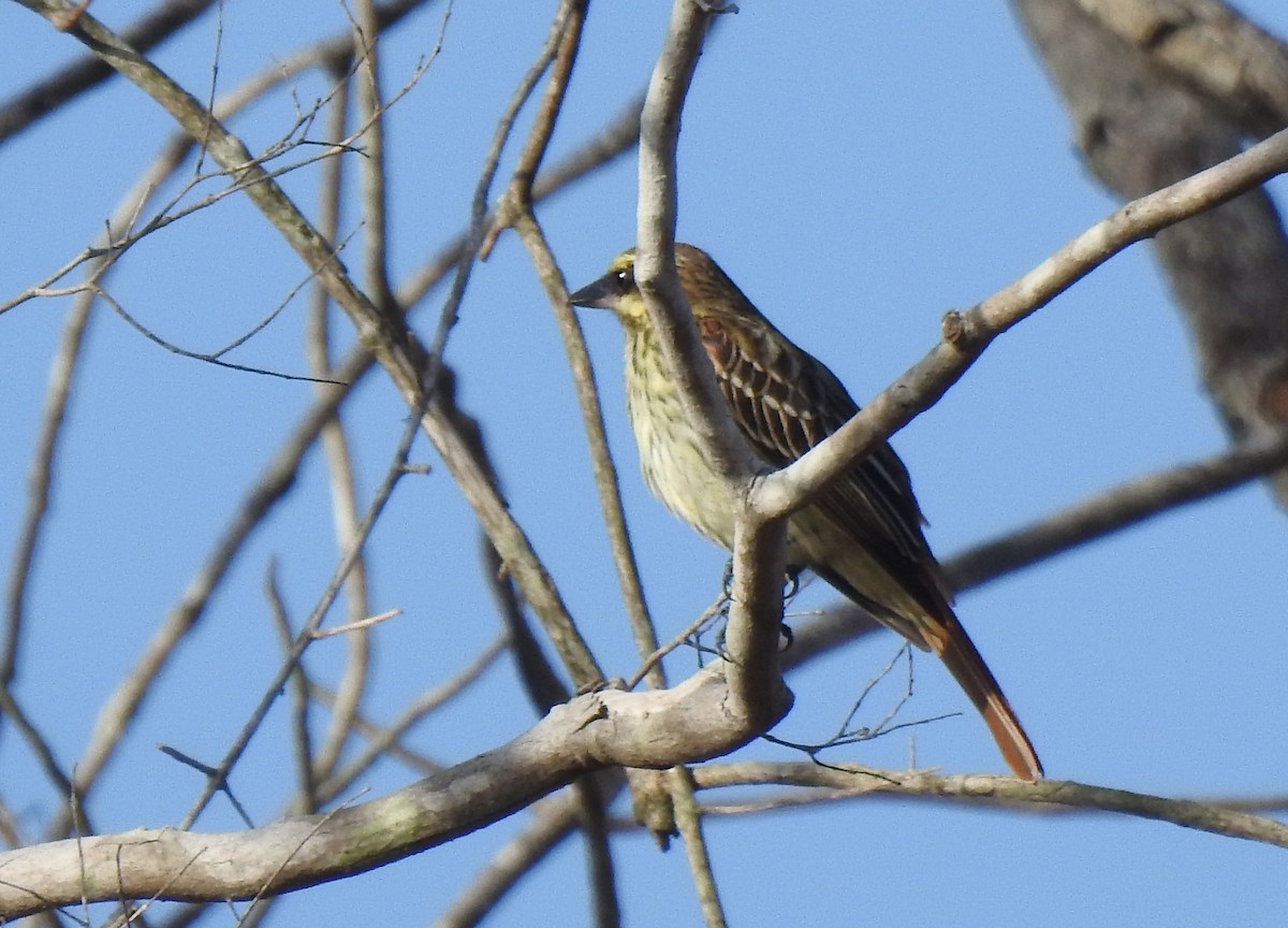 Streaked Flycatcher - ML638553217