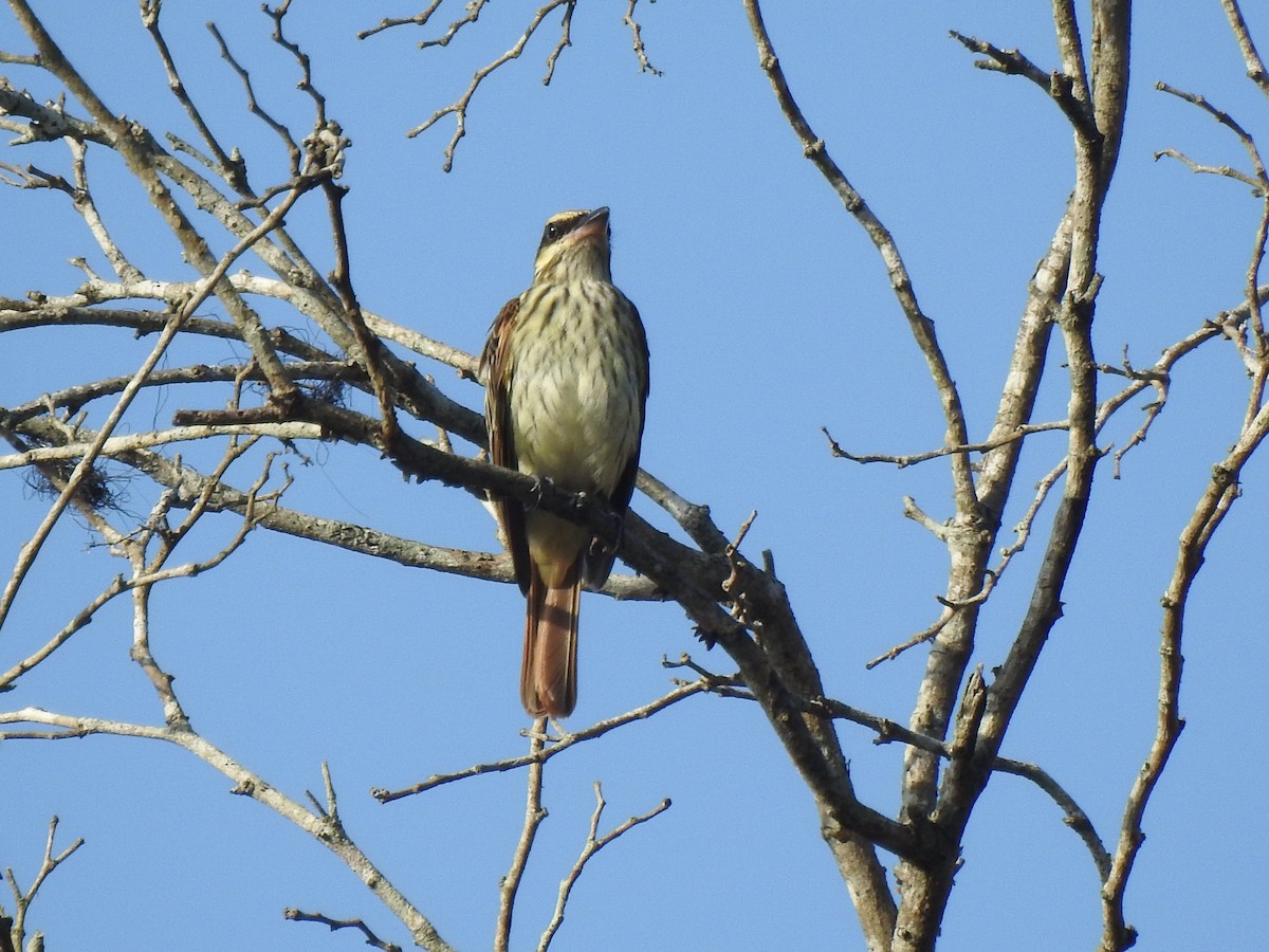 Streaked Flycatcher - ML638553218