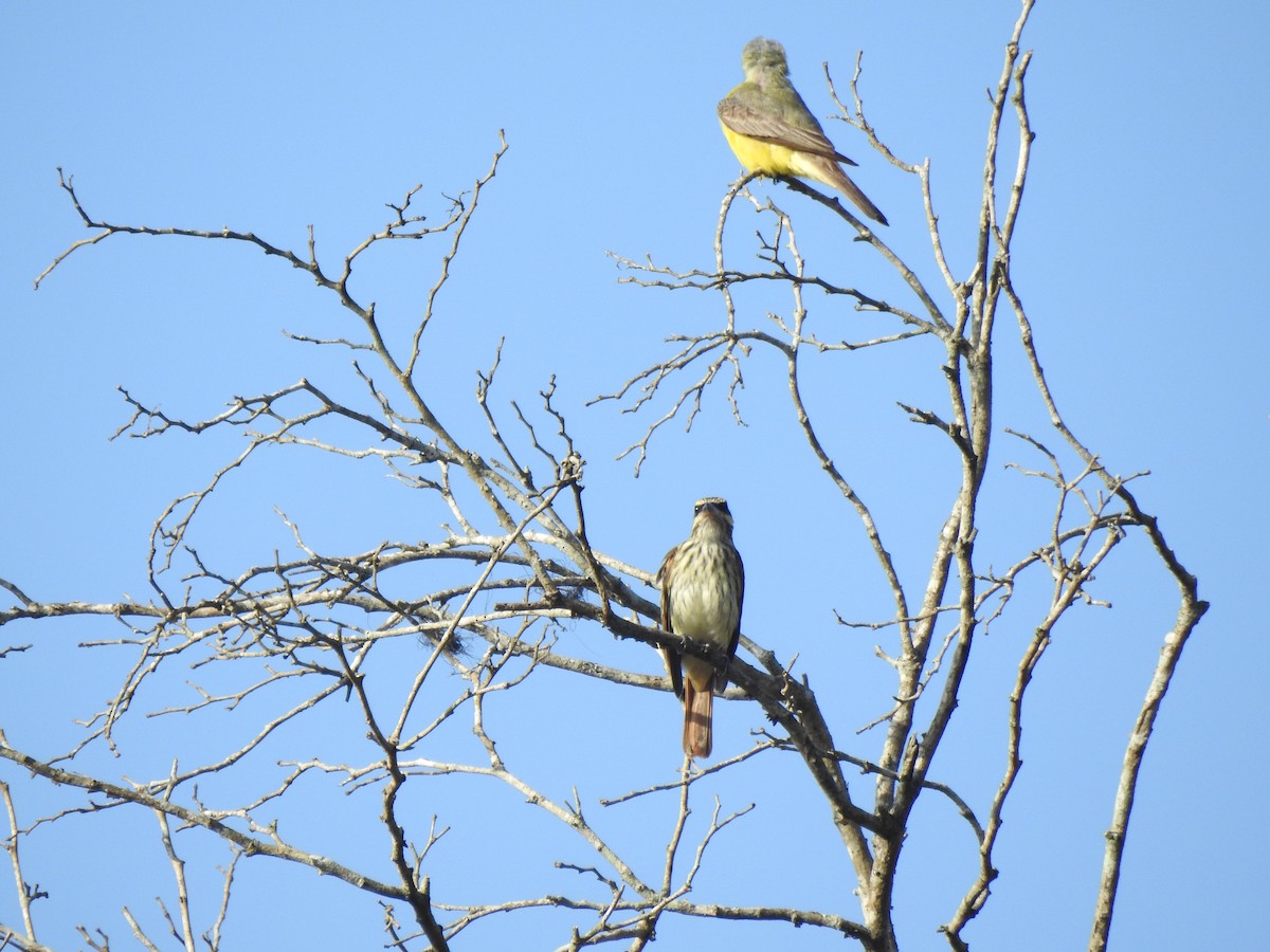 Streaked Flycatcher - ML638553222