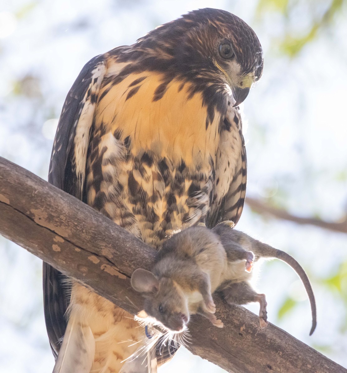 Red-tailed Hawk - ML638553225
