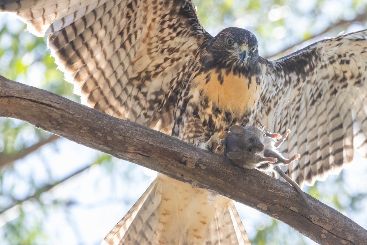 Red-tailed Hawk - ML638553234