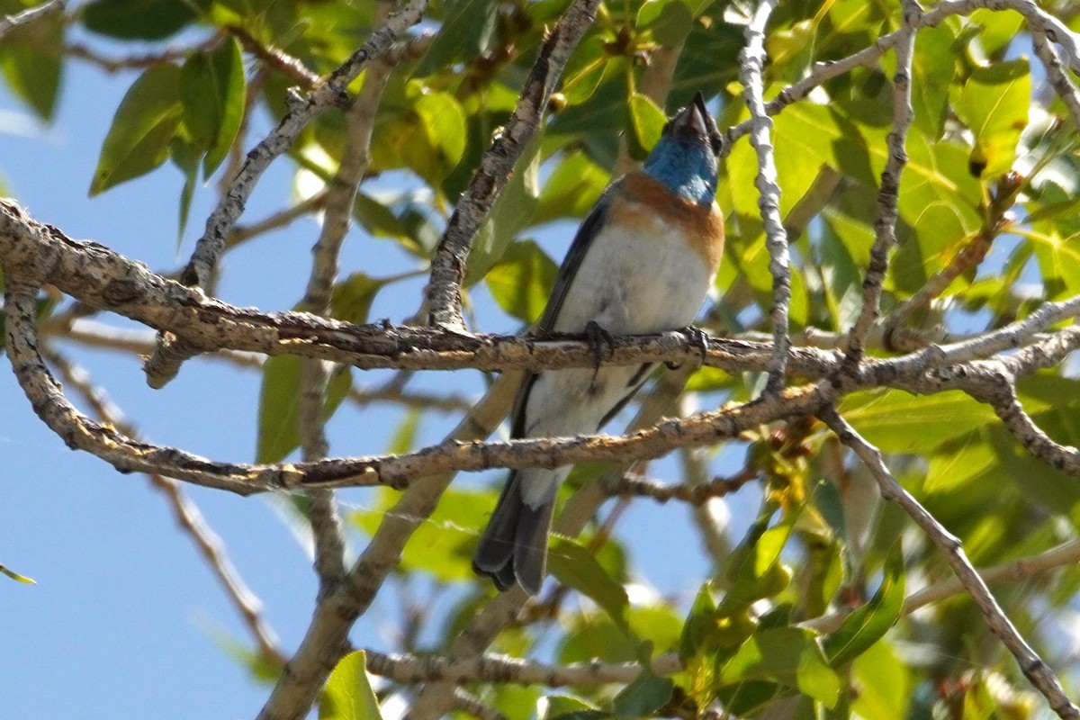 Lazuli Bunting - ML638553238