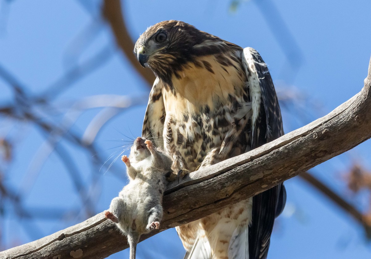 Red-tailed Hawk - ML638553247