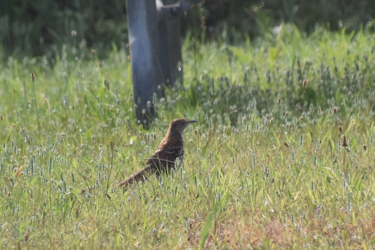 brunspottefugl - ML638553248