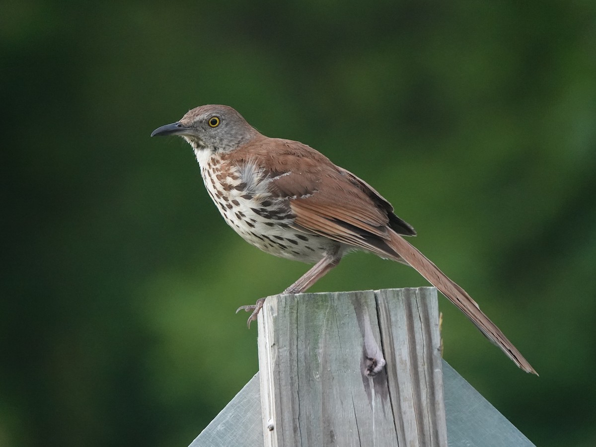 brunspottefugl - ML638553283