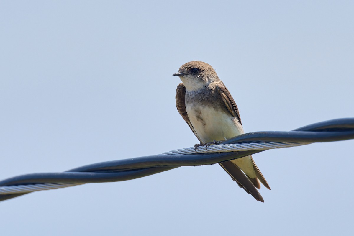 Bank Swallow - ML638553286