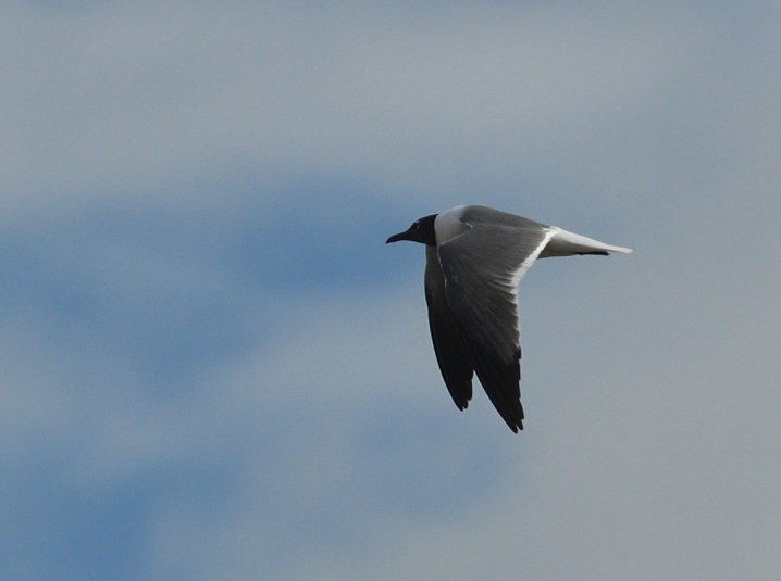 Laughing Gull - ML638553320