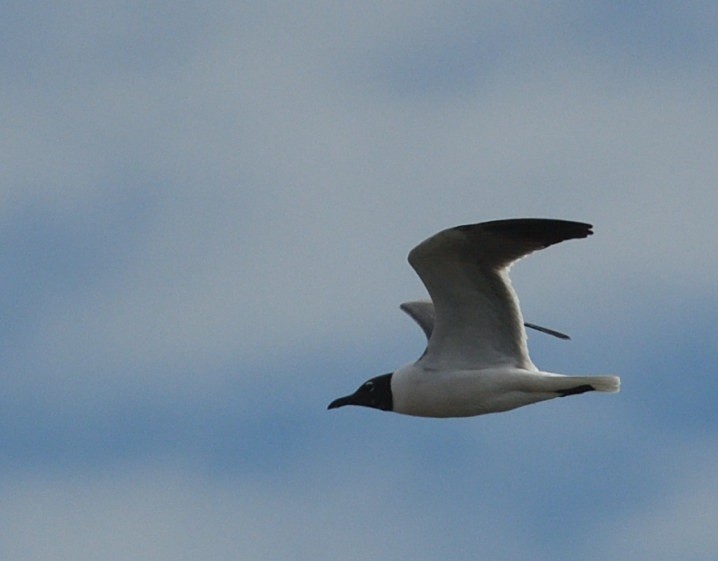 Laughing Gull - ML638553330