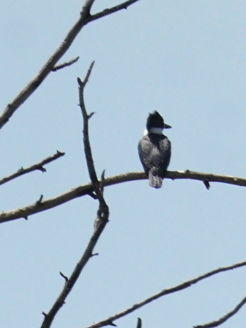 Belted Kingfisher - ML638553331