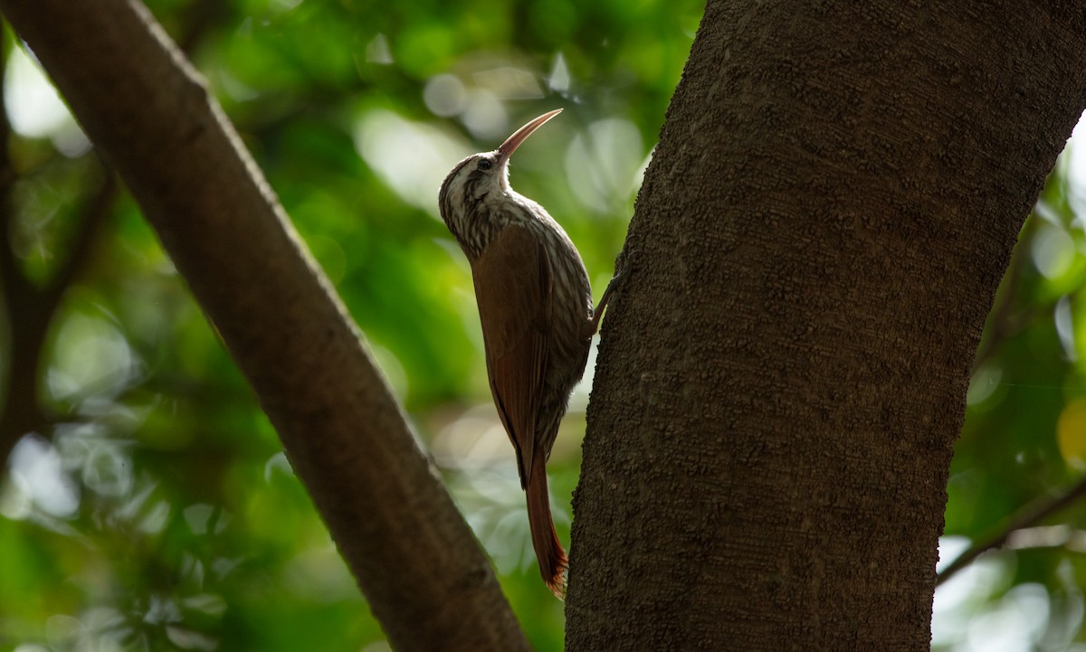 Narrow-billed Woodcreeper - ML638553342
