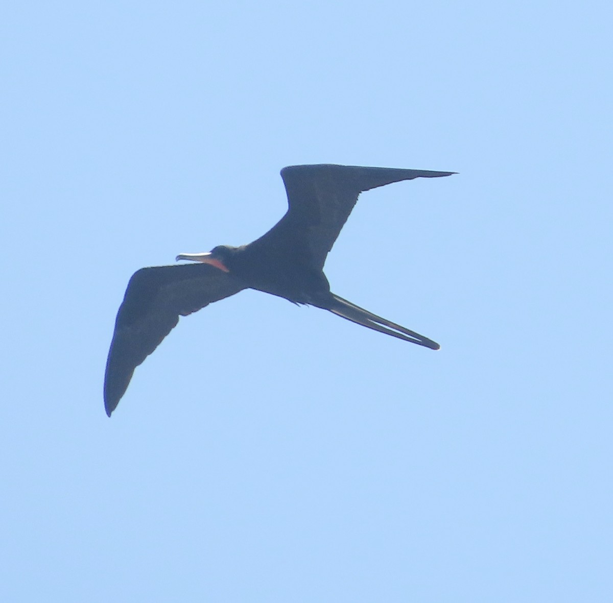 Magnificent Frigatebird - ML638553343